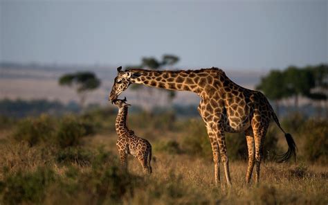 Mother Giraffe Image National Geographic Your Shot Photo Of The Day