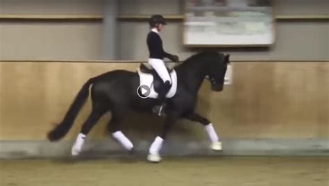 Vivinos erste fohlen präsentierten sich sehr nobel und mit viel natürlicher kadenz. 35-Tage-Test in Dänemark mit deutschen Siegerhengsten ...