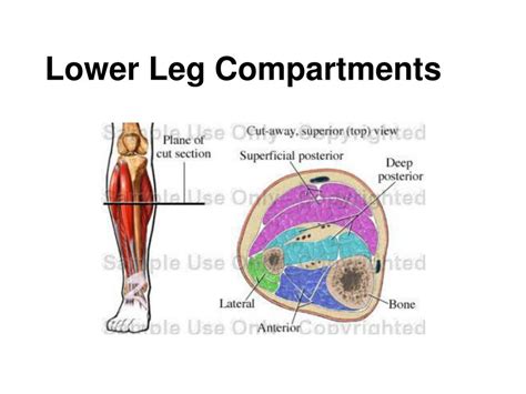Ppt Muscles Of The Ankle And Foot Powerpoint Presentation Id152691