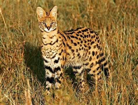 12 Rare Wild Cat Species You Probably Didnt Know Exist