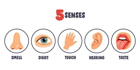 Five Senses Concept With Human Organs Body Parts Anat