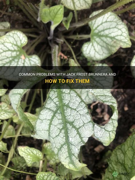 Common Problems With Jack Frost Brunnera And How To Fix Them Shuncy