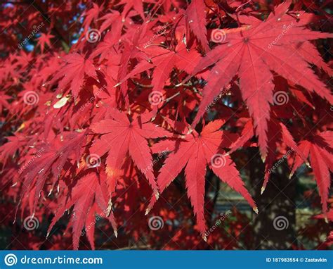 Maple Tree Red Leaves In Autumn Natural Background Of Acer Fall Season