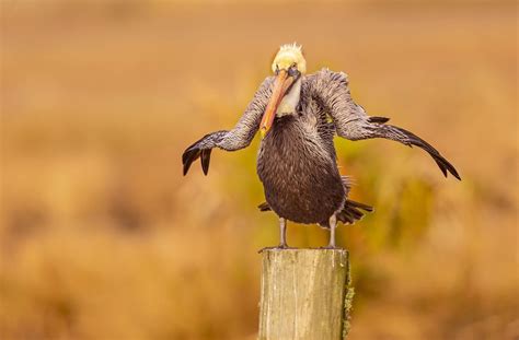 23 Of The Funniest Finalists On The 2021 Comedy Wildlife Photograph