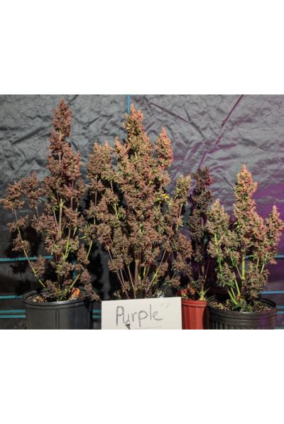 Seedstockers Purple Punch Fem Autoflower Biltong And Budz