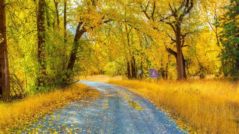 Autumn Forest Road 5k Retina Ultra Hd Wallpaper Background Image