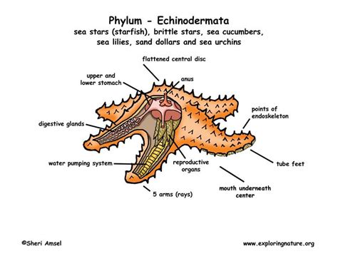 Phylum Echinodermata Starfish Sand Dollars Sea Urchins