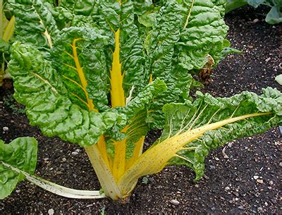 If you want to, skip the composting process and toss your scraps right into your garden. Preparing the smart vegetable garden - Gardening in Michigan