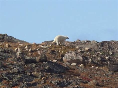 Wildlife Officers Kill Polar Bear Near Federal Road In Iqaluit Cbc News