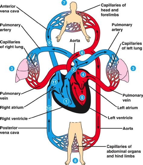 Circulatory System Diagram Anatomy Picture Reference And Health News