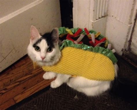 [47+] Taco Cat Wallpaper - WallpaperSafari