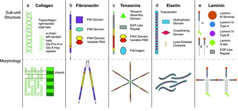 We did not find results for: Fibrous proteins of the extracellular matrix. a The basic ...