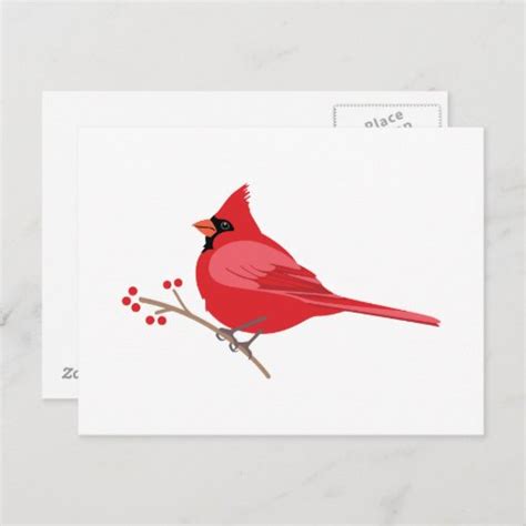 Northern Cardinal Postcard Zazzle