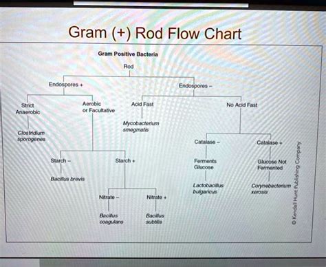 Gram Positive Rods Flowchart