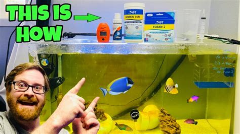 How I Quarantine New Saltwater Aquarium Fish Step By Step Youtube