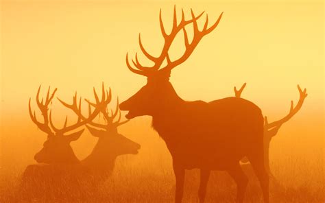 Deers Hd Wallpaper Free Download