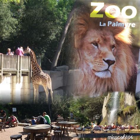 Zoo De La Palmyre En Charentes Maritimes 17 Zoo De La Palmyre Zoo