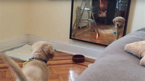 Puppy Sees Reflection In Mirror Video Popsugar Pets