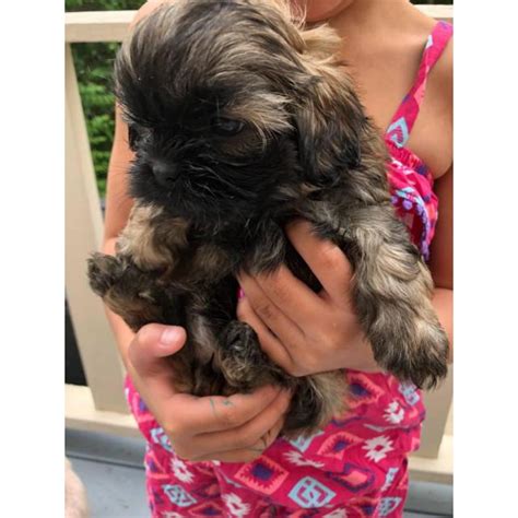 Earn points & unlock badges learning, sharing & helping adopt. Purebred shih tzu pups up for adoption in Cleveland, Ohio ...