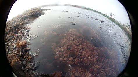 San Diego La Jolla Intertidal Zone Tide Pools Corallin Flickr