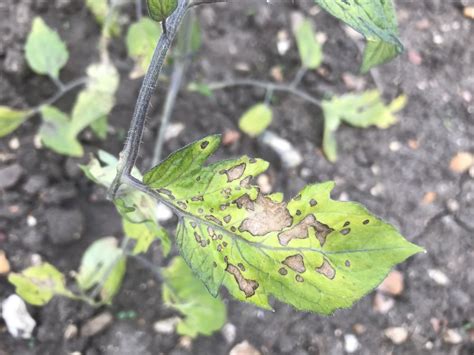 Brown Spots On Tomato Plant Leaves — Bbc Gardeners World Magazine