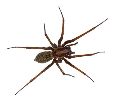 Guide To Common Las Vegas Spiders Las Vegas Pest Control