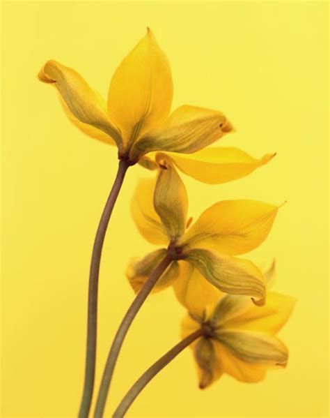 Pin by Karen Feliciano on Yellow | Yellow art, Yellow painting, Yellow ...