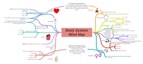 Body System Mind Map Muscular Allows Movement In The Body Voluntary
