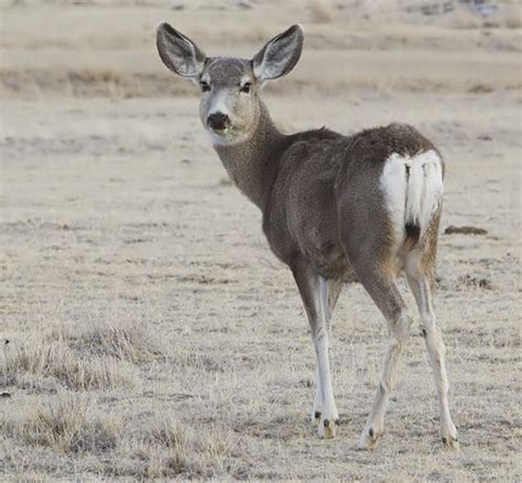Mule Deer Utah Mammals · Inaturalist