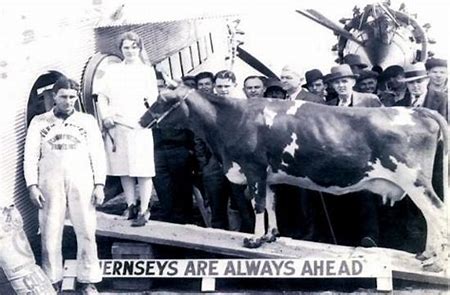 Image result for Elm Farm Ollie became the first cow to fly in an airplane.