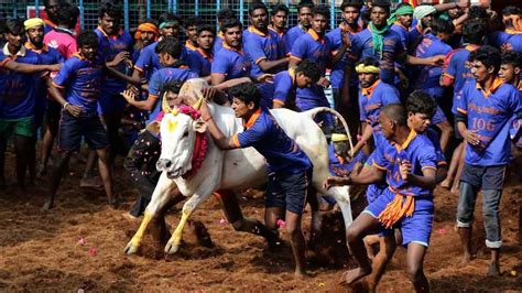 Madurai, situated in southern tamil nadu, is a district with its headquarters in madurai city, on the banks of vaigai river. Jallikattu held in Tamil Nadu's Madurai; over 700 bulls ...