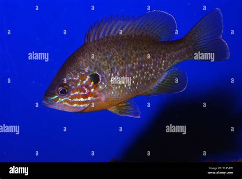 Pumpkinseed Sun Fish Lepomis Gibbosus Stock Photo Alamy