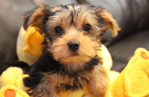 Yorkshire Blend 15 Of The Cutest Yorkshire Terrier Mixes Animal Corner