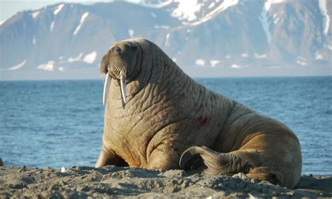 Top 10 Facts About Walrus Wwf