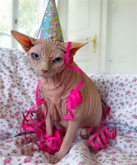 A Wrinkly Sphynx Cat Has Gone Viral For His Terrifying Glare But His