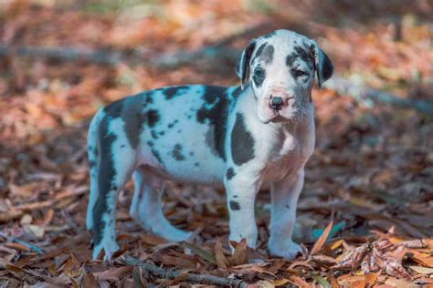 Imperial Great Danes Great Dane Puppies For Sale Born On 10072020