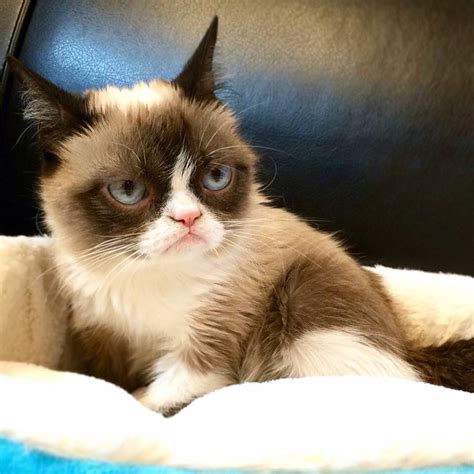 Pin On Grumpy Cat