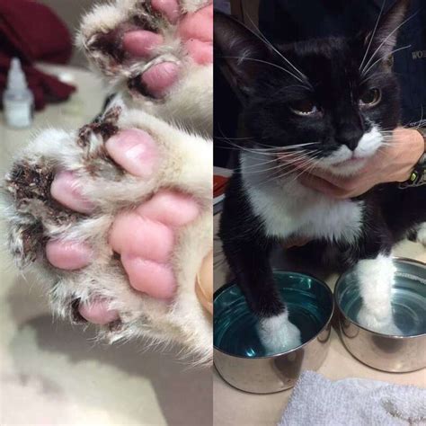 Declawed Cats Infected Paws Almost Killed Him The Dodo