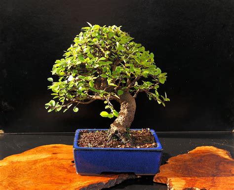 A Guide To Growing Bonsai That Describes The Necessary Basic Information With Various Tips On