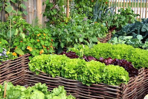 Summer Gardening Guide How To Create An Organic Vegetable Garden At Home