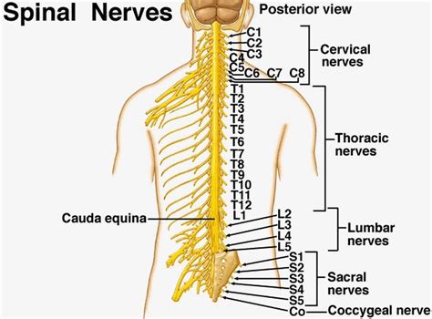 Peripheral Nervous System The 31 Pairs Of Spinal Nerves Exit The Spinal Cord To The Right And