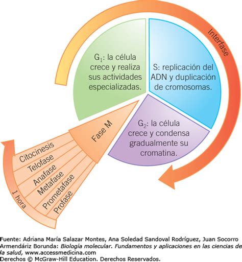 Ciclo Celular Web Itif Centrobiologia