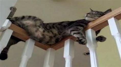 Funny Cats Sleeping In Weird Positions Compilation Cats Sleep In