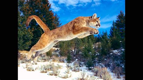 Pumas are territorial animals and territories depend on terrain, vegetation and the abundance of prey. Mundo Animal, Puma. - YouTube
