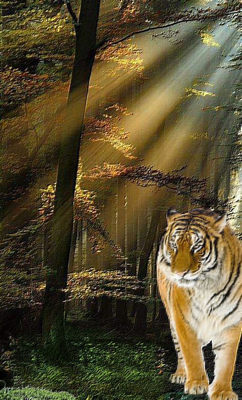 Wild Animals Cute Animals Tiger Painting Bengal Tiger My Favorite
