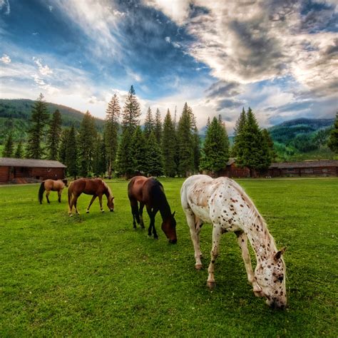 Horses On An Evening Meadow Ipad Wallpaper