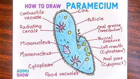 Well Labelled Diagram Of Paramecium How To Draw A Diagram Of The Best Porn Website