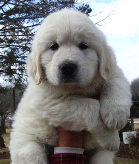 This is our english golden retriever puppy pack member. You are SO fluffy!!!!!!!! | Golden retriever, Retriever ...