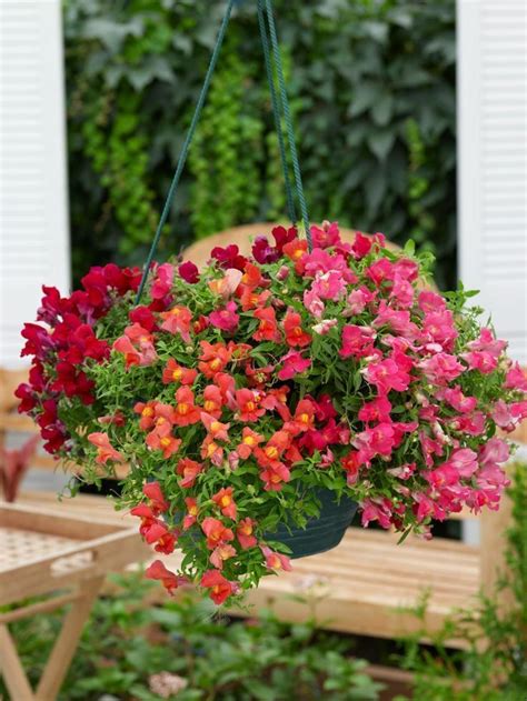 Discover Fall Container Garden Recipes Filled With Plants Like Pansies