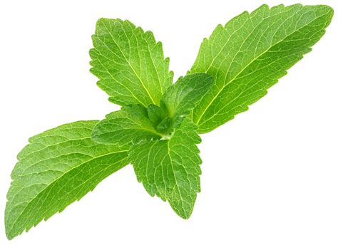 What Is Stevia And Is It A Good Sweetener Check Out Its Benefits